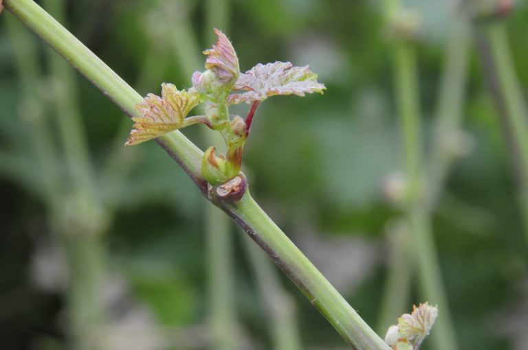 The Five Rs of Nutrition in the Vineyard The Five Rs of Nutrition in the Vineyard