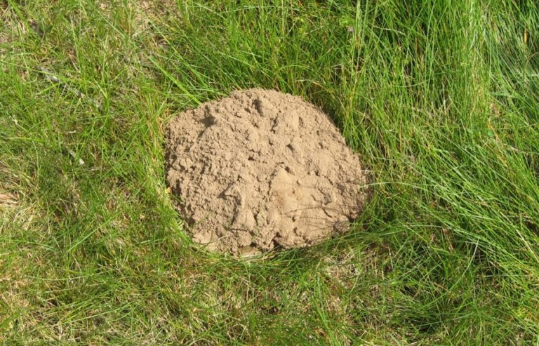 Pocket Gophers in the Vineyard Pocket Gophers in the Vineyard