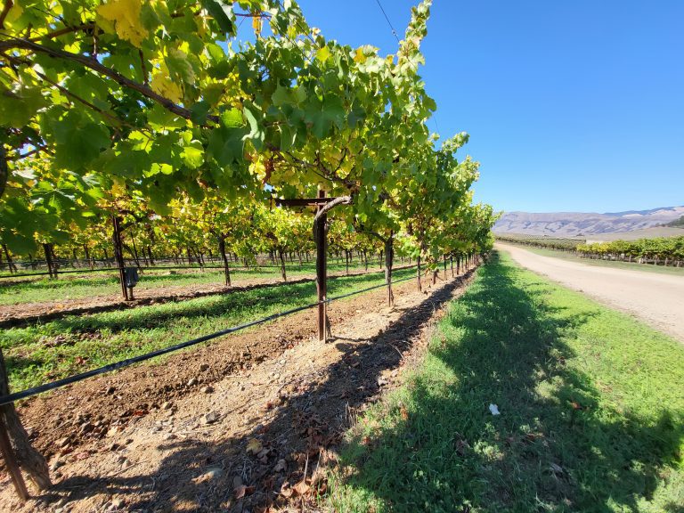 California’s 2023 Wine Grape Outlook: Smaller Supply, Mixed Demand California’s 2023 Wine Grape Outlook: Smaller Supply, Mixed Demand