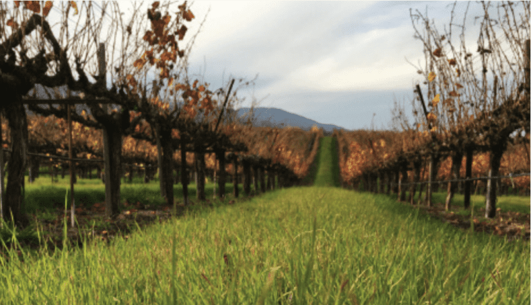 Lessons from Sustainable Vineyard Farmers Lessons from Sustainable Vineyard Farmers