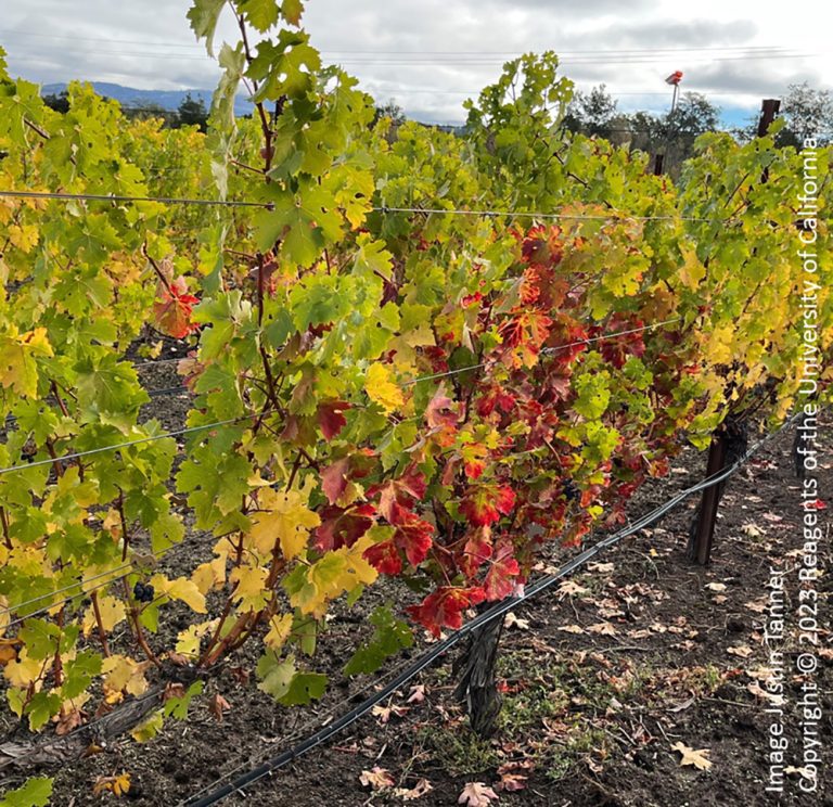 Grapevine Red Blotch Virus in Comparison to Grapevine Leafroll-Associated Virus Grapevine Red Blotch Virus in Comparison to Grapevine Leafroll-Associated Virus