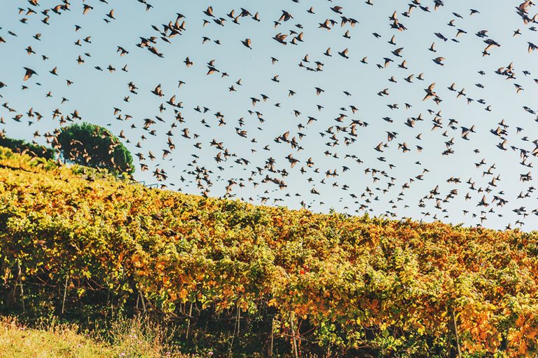 Protecting Vineyards: The Importance of Animal Deterrent Products for California Grape Growers Protecting Vineyards: The Importance of Animal Deterrent Products for California Grape Growers