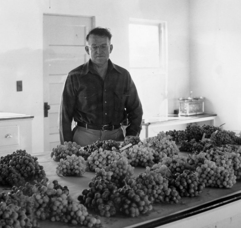 Past, Present and Future of the USDA Grape Breeding Program at the San Joaquin Valley Agricultural Sciences Center Past, Present and Future of the USDA Grape Breeding Program at the San Joaquin Valley Agricultural Sciences Center