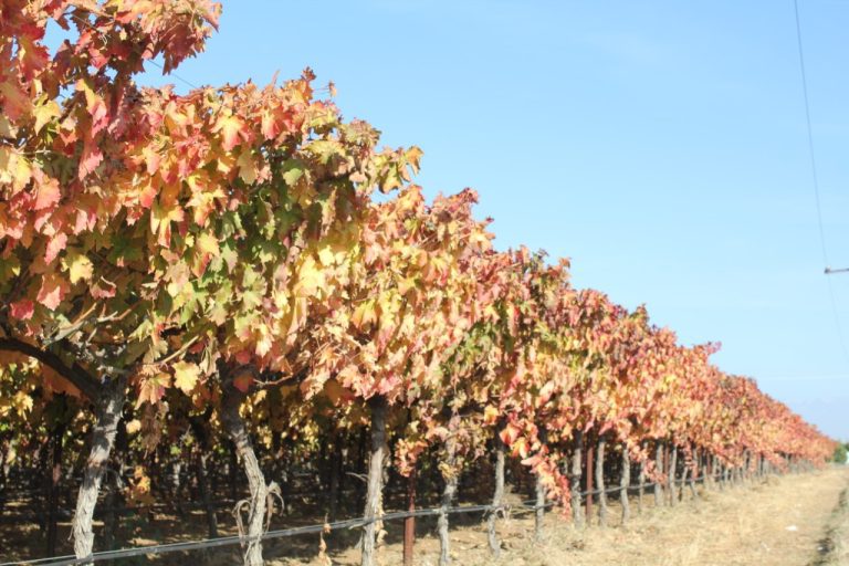 Creating a Successful Winemaker-Vineyard Manager Team Creating a Successful Winemaker-Vineyard Manager Team