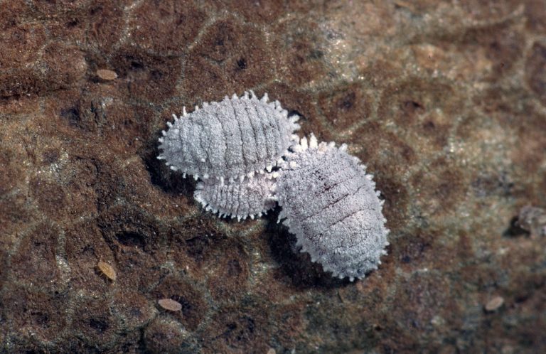 Mating Disruption as Part of a Control Strategy for Vine Mealybug Mating Disruption as Part of a Control Strategy for Vine Mealybug