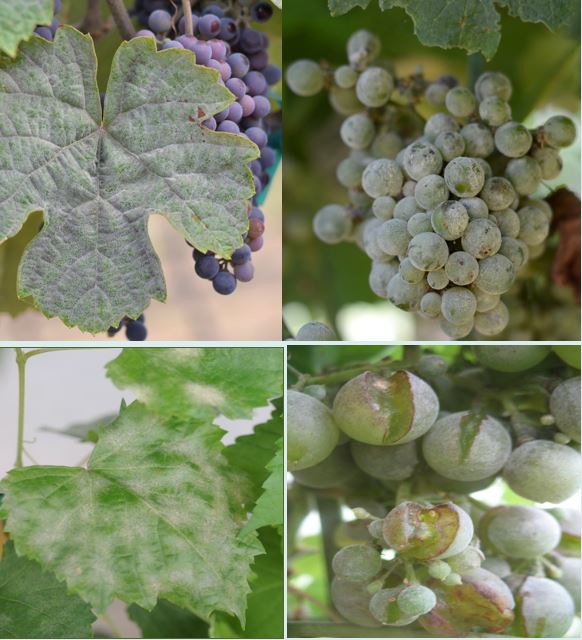 Past, Present and Future of the USDA Grape Breeding Program at the San