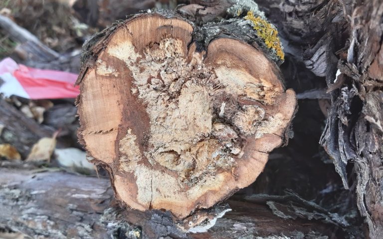 Know Your Enemy The Importance of Modern Research in the Grapevine Trunk Diseases Context Know Your Enemy The Importance of Modern Research in the Grapevine Trunk Diseases Context