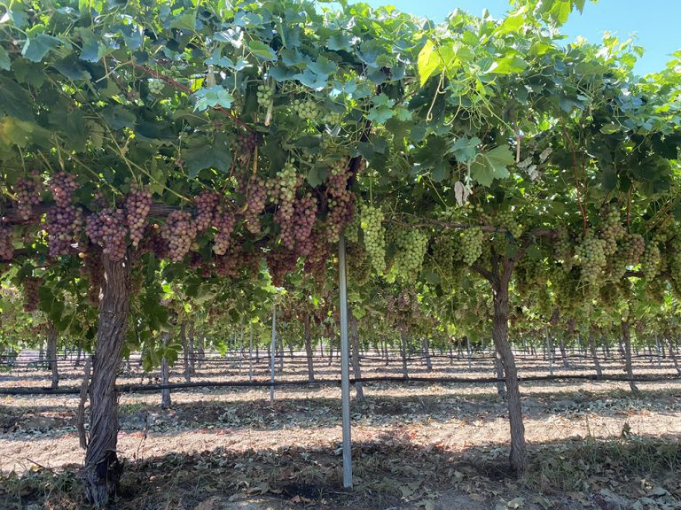 Tips for Managing Vine Nutrition in Vineyards Tips for Managing Vine Nutrition in Vineyards