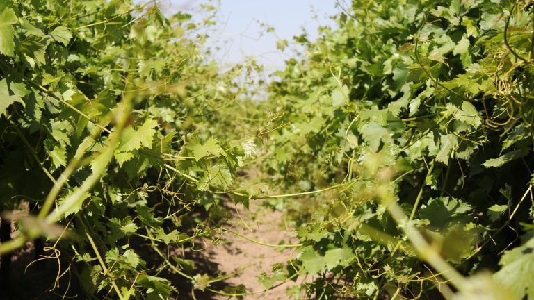 Mechanical Leaf Removal is More Effective than Regulated Deficit Irrigation to Improve Fruit Quality While Maintaining Yield Mechanical Leaf Removal is More Effective than Regulated Deficit Irrigation to Improve Fruit Quality While Maintaining Yield