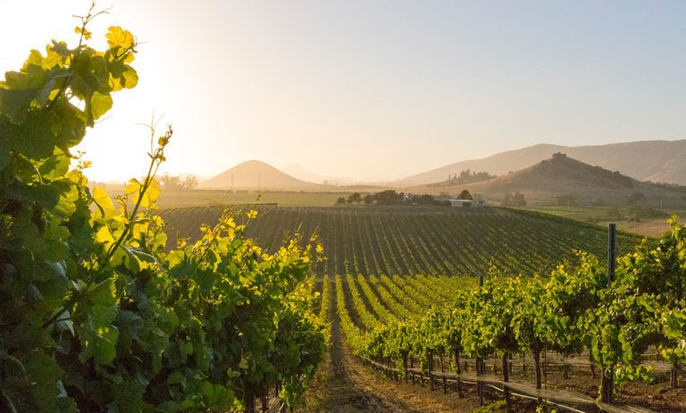 Sustainable Story Series: Part 3 Managing Pests in Eco-Friendly Ways: Strategies from Sustainable Winegrowers Sustainable Story Series: Part 3 Managing Pests in Eco-Friendly Ways: Strategies from Sustainable Winegrowers