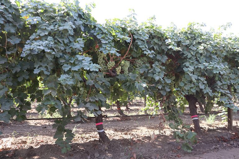Rootstock Research Reaches for Drought Resistance
