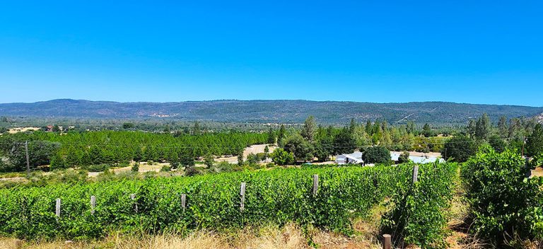 Indian Peak Vineyard is Couple’s Self-Made Dream-Come-True Indian Peak Vineyard is Couple’s Self-Made Dream-Come-True
