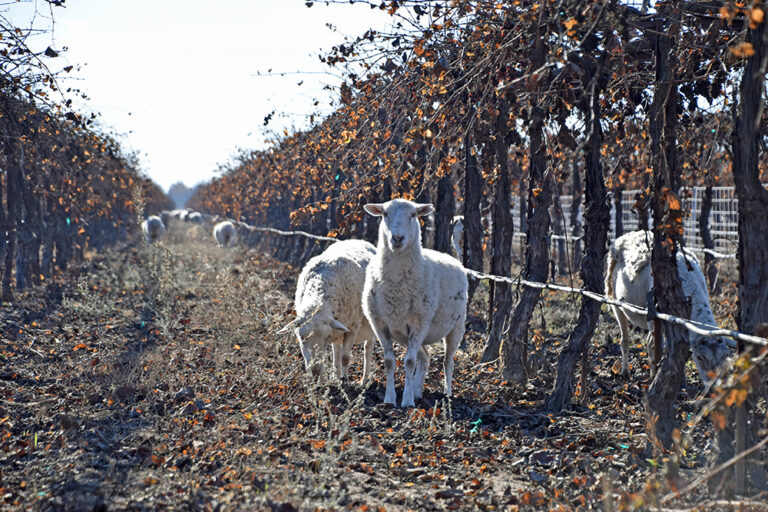 What’s Old is New: Growers look to wooly weed eaters to help economically and ecologically augment vineyard management What’s Old is New: Growers look to wooly weed eaters to help economically and ecologically augment vineyard management