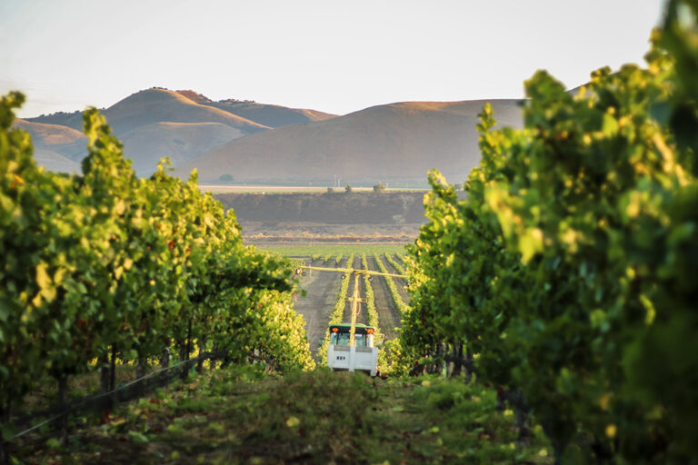 Sustainable Story Series Nurturing Biodiversity: How Sustainable Vineyard Stewards Care for the Whole Farm System Sustainable Story Series Nurturing Biodiversity: How Sustainable Vineyard Stewards Care for the Whole Farm System