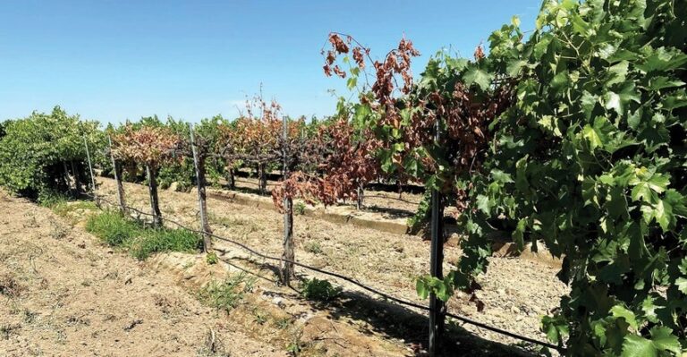 Life After Freedom: Research looks at nematode-resistant replacements for rootstock susceptible to sudden vine collapse Life After Freedom: Research looks at nematode-resistant replacements for rootstock susceptible to sudden vine collapse