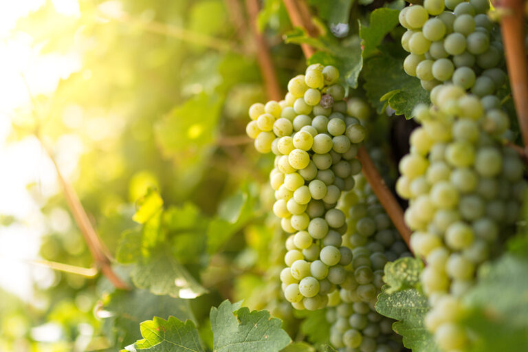 Could Sauvignon Blanc’s Rising Popularity Lead to Overplanting? Could Sauvignon Blanc’s Rising Popularity Lead to Overplanting?