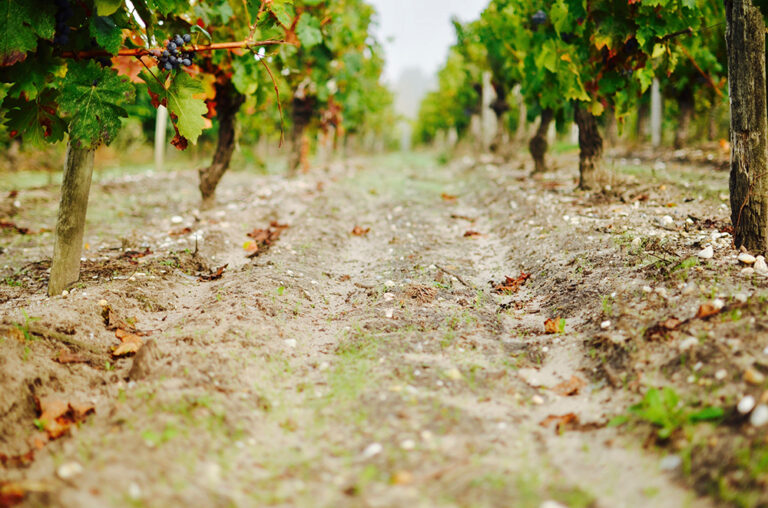 Regenerative Viticulture Regenerative Viticulture