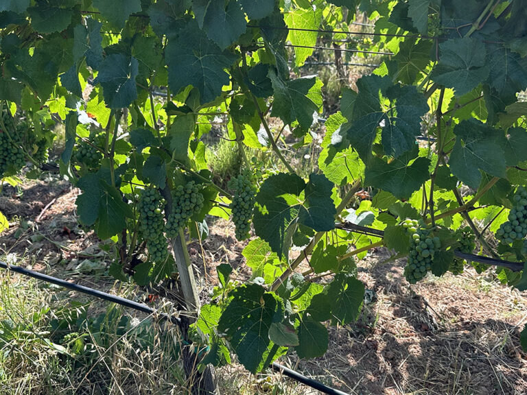 Winegrape Harvest Prep isn’t Just Seasonal Winegrape Harvest Prep isn’t Just Seasonal