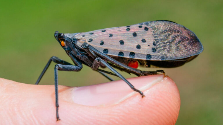 It’s All in the Preparation: California Ag Industry, Researchers Ready for Eventual Arrival of Spotted Lanternfly It’s All in the Preparation: California Ag Industry, Researchers Ready for Eventual Arrival of Spotted Lanternfly