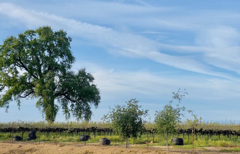 How the U.S. Government Subsidizes Imports to Benefit Big Wineries How the U.S. Government Subsidizes Imports to Benefit Big Wineries