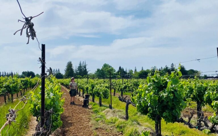 A Nose for Pests Trained detector dogs prove their worth in identifying VMB-and leafroll-infested grapevines. A Nose for Pests Trained detector dogs prove their worth in identifying VMB-and leafroll-infested grapevines.