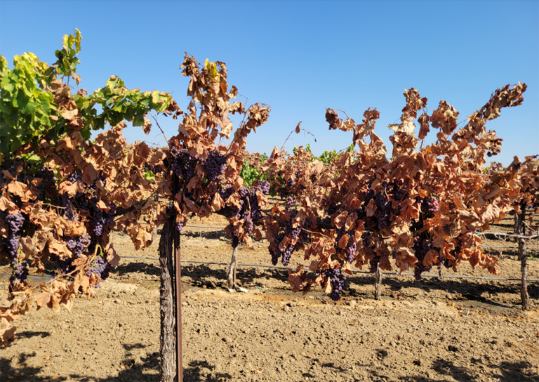 Nematode-Resistant Rootstocks Offer Solutions and Challenges