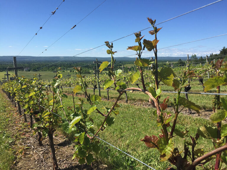 Tips to Ensure Your Vineyard is Positioned to Withstand an Economic Downturn Tips to Ensure Your Vineyard is Positioned to Withstand an Economic Downturn