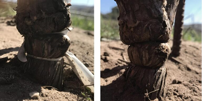 Vineyards Confront Drought and Rising Heat with Smarter Farming Solutions