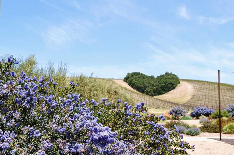 The Landscape of Winegrape Growing Is Evolving: Sustainability, Certifications and Market Strategy Are Key to Success The Landscape of Winegrape Growing Is Evolving: Sustainability, Certifications and Market Strategy Are Key to Success