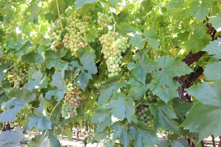 Incorporating Biofungicides in Fungicide Rotation for Powdery Mildew Control: Why, How and What to Consider Incorporating Biofungicides in Fungicide Rotation for Powdery Mildew Control: Why, How and What to Consider