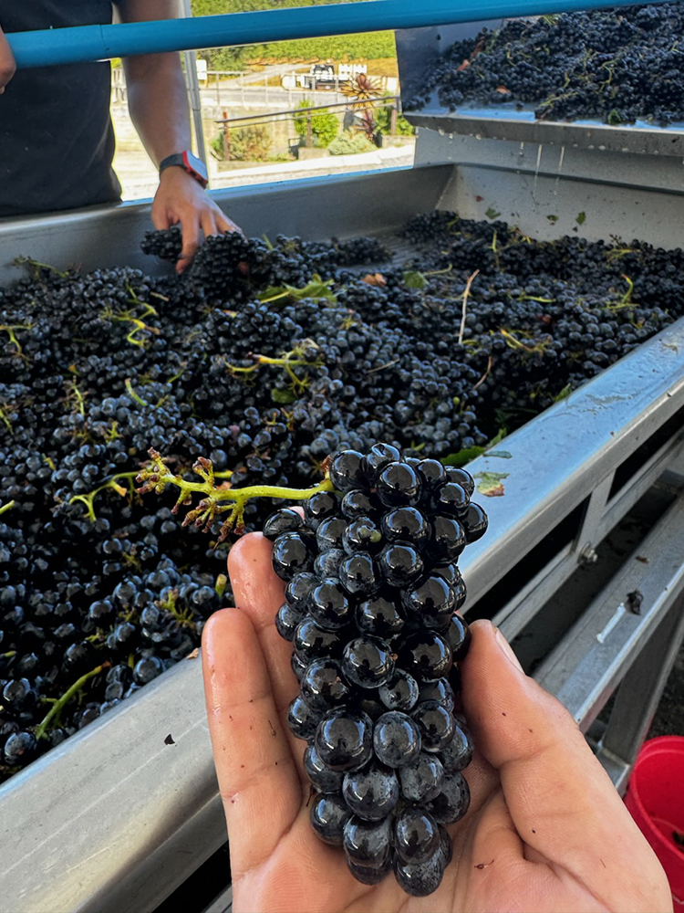How Optical Sorting Technology is Transforming Grape Quality and Labor in Wineries How Optical Sorting Technology is Transforming Grape Quality and Labor in Wineries