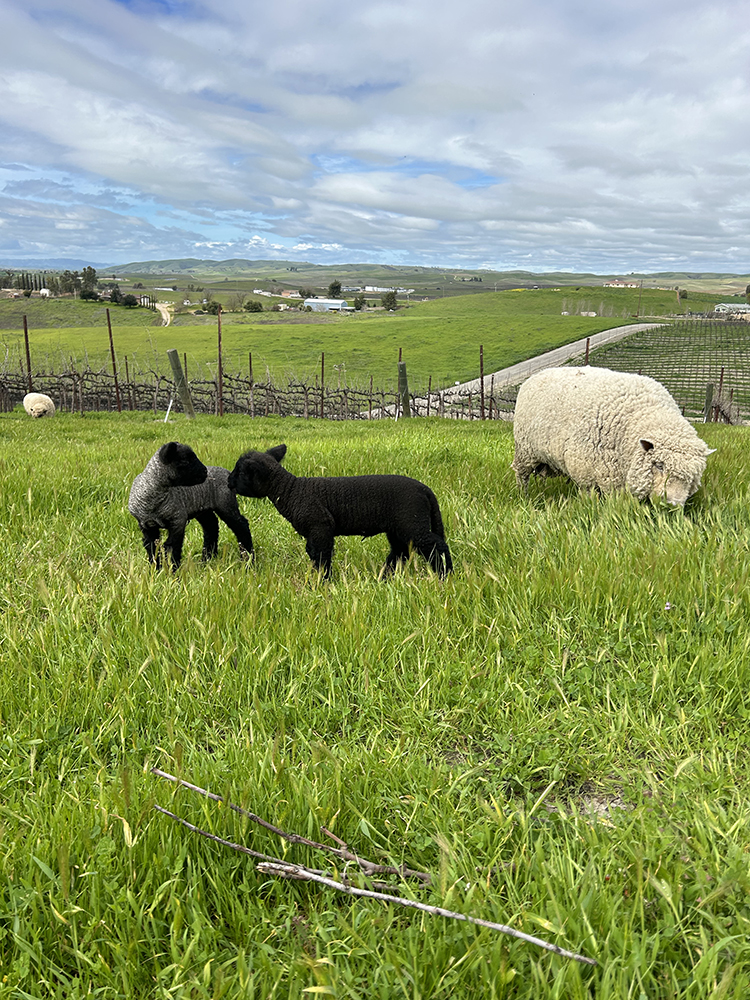 Goats, Sheep and Pigs, Oh My! The Vineyard That Farms with Friends