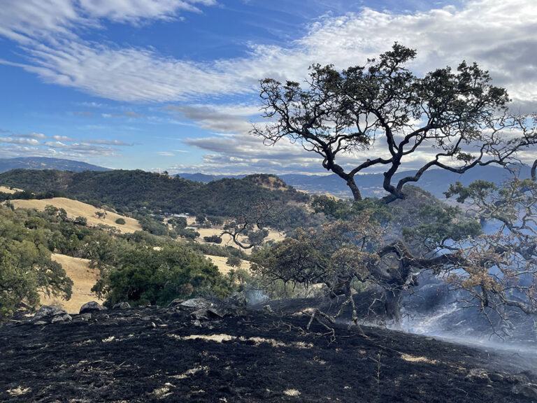 Smoke Risk to Vineyards from Prescribed Burns in California