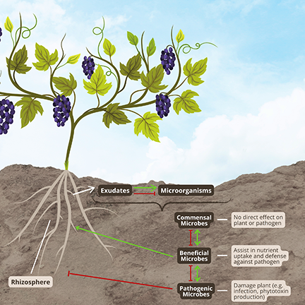 Understanding the Vineyard Microbiome and Soil Health