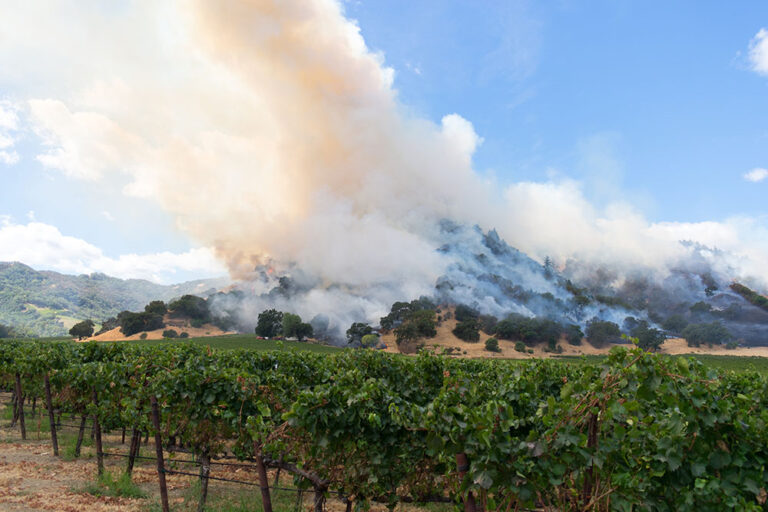 2025 Smoke Summit: Research and Support Continue for Wine Industry, Smoke Exposure Task Force 2025 Smoke Summit: Research and Support Continue for Wine Industry, Smoke Exposure Task Force
